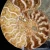 amonit-naturalny-skamielina-sklep (23).webp