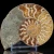 amonit-naturalny-skamielina-sklep (19).webp