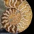 amonit-naturalny-skamielina-sklep (20).webp