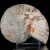 amonit-naturalny-skamielina-sklep (21).webp