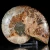 amonit-naturalny-skamielina-sklep (47).webp