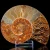 amonit-naturalny-skamielina-sklep (63).webp