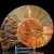 amonit-naturalny-skamielina-sklep (60).webp