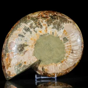 amonit-naturalny-skamielina-sklep (99).webp