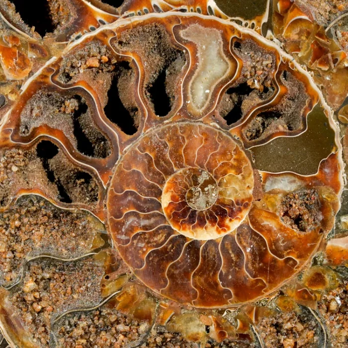amonit-naturalny-skamielina-sklep (101).webp