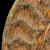 amonit-naturalny-skamielina-sklep (102).webp