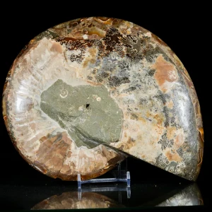 amonit-naturalny-skamielina-sklep (103).webp