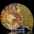 amonit-naturalny-skamielina-sklep (78).webp
