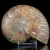 amonit-naturalny-skamielina-sklep (83).webp