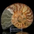 amonit-naturalny-skamielina-sklep (54).webp