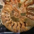 amonit-naturalny-skamielina-sklep (55).webp