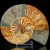 amonit-naturalny-skamielina-sklep (69).webp