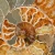 amonit-naturalny-skamielina-sklep (70).webp