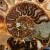 amonit-naturalny-skamielina-sklep (5).webp