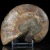 amonit-naturalny-skamielina-sklep (6).webp