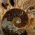 amonit-naturalny-skamielina-sklep (2).webp