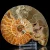 amonit-naturalny-skamielina-sklep (84).webp