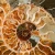 amonit-naturalny-skamielina-sklep (85).webp