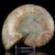 amonit-naturalny-skamielina-sklep (86).webp
