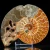 amonit-naturalny-skamielina-sklep (87).webp