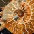 amonit-naturalny-skamielina-sklep (88).webp