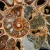 amonit-naturalny-skamielina-sklep (40).webp