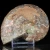amonit-naturalny-skamielina-sklep (41).webp
