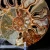 amonit-naturalny-skamielina-sklep (37).webp