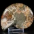amonit-naturalny-skamielina-sklep (50).webp