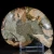 amonit-naturalny-skamielina-sklep (53).webp