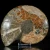 amonit-naturalny-skamielina-sklep (106).webp