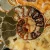 amonit-naturalny-skamielina-sklep (108).webp