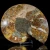 amonit-naturalny-skamielina-sklep (109).webp
