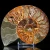 amonit-naturalny-skamielina-sklep (72).webp