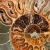 amonit-naturalny-skamielina-sklep (73).webp