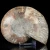 amonit-naturalny-skamielina-sklep (74).webp