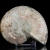 amonit-naturalny-skamielina-sklep (15).webp