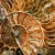 amonit-naturalny-skamielina-sklep (8).webp