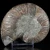 amonit-naturalny-skamielina-sklep (9).webp