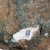 rough-agate-specimen-morocco-kerrouchen (37) (Copy).webp