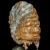 amonity-surowe-naturalne (9).webp