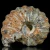 amonity-surowe-naturalne (13).webp