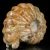 amonity-surowe-naturalne (18).webp