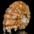 amonity-surowe-naturalne (30).webp