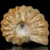amonity-surowe-naturalne (34).webp