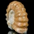 amonity-surowe-naturalne (42).webp