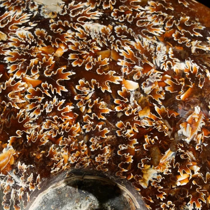 amonit-surowy-duza-naturalna-skamienialosc (2).webp