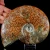 amonit-surowy-duza-naturalna-skamienialosc (6).webp