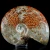 amonit-surowy-duza-naturalna-skamienialosc (9).webp