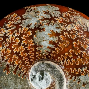 amonit-surowy-duza-naturalna-skamienialosc (10).webp